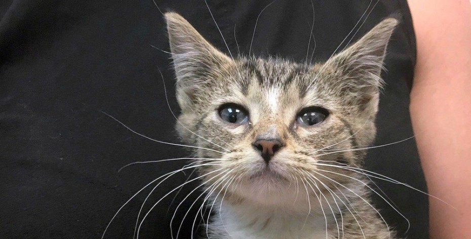 An AI neural network is giving cats the terrifying names they deserve