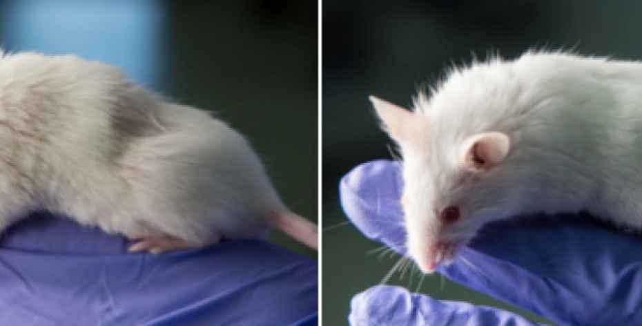 Researchers propose detecting deepfakes with surprising new tool: Mice