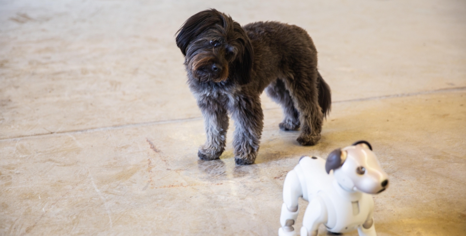 Revenge of the dogs: Sony Aibo does not impress your furry friends