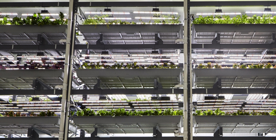 This vertical farm could be the answer to a future without water