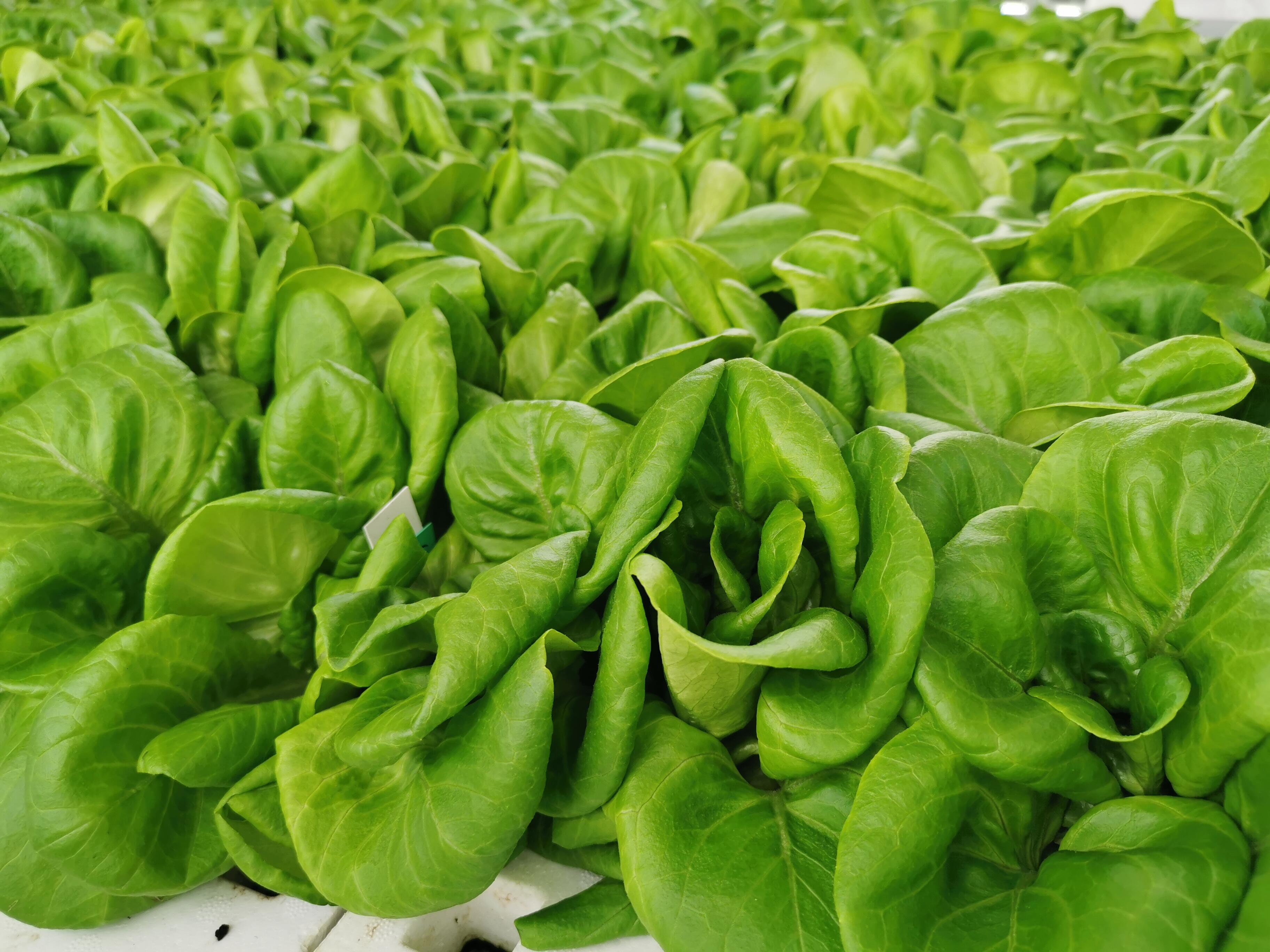 Butterhead lettuce