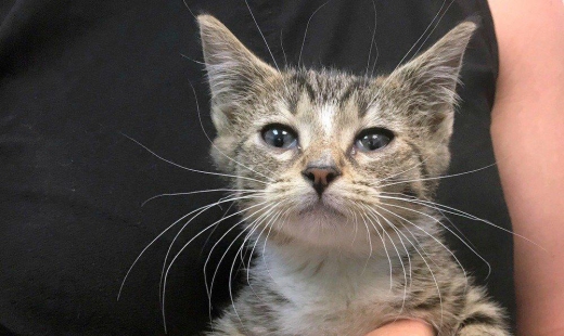 An AI neural network is giving cats the terrifying names they deserve