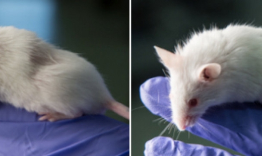 Researchers propose detecting deepfakes with surprising new tool: Mice