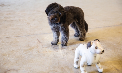 Revenge of the dogs: Sony Aibo does not impress your furry friends