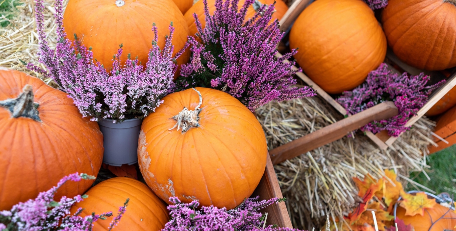 How to Plan Your Thanksgiving Meal Using AI